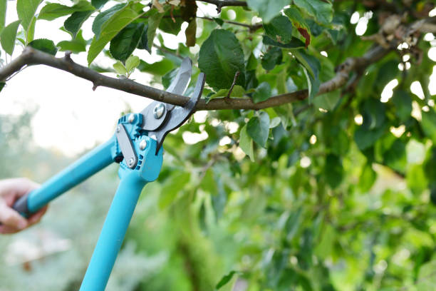 The Steps Involved in Our Tree Care Process in Junction City, OR